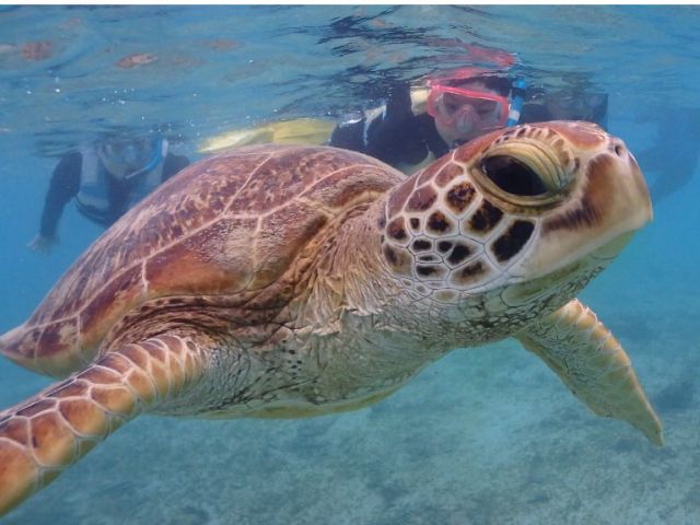 ウミガメと泳よごう!
