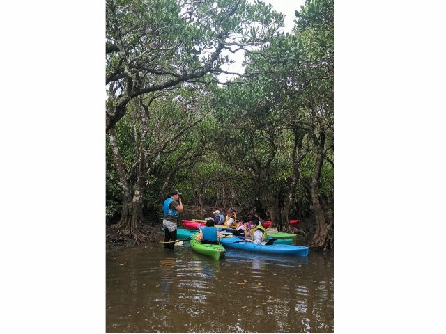 マングローブの説明中