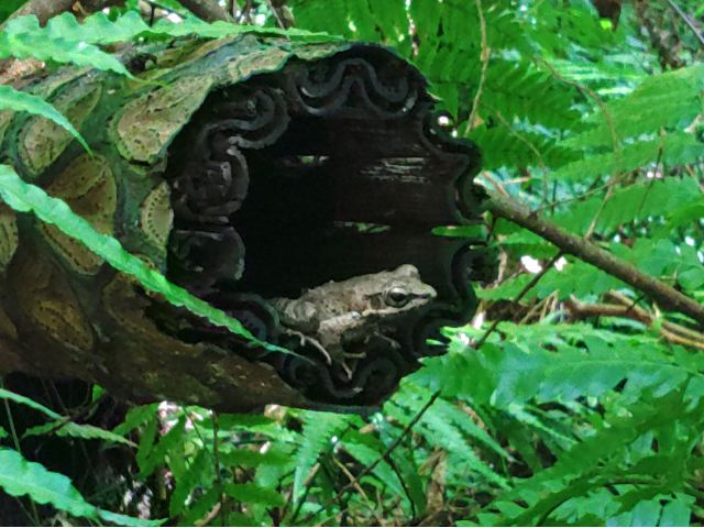 希少種 アマミハナサキガエル