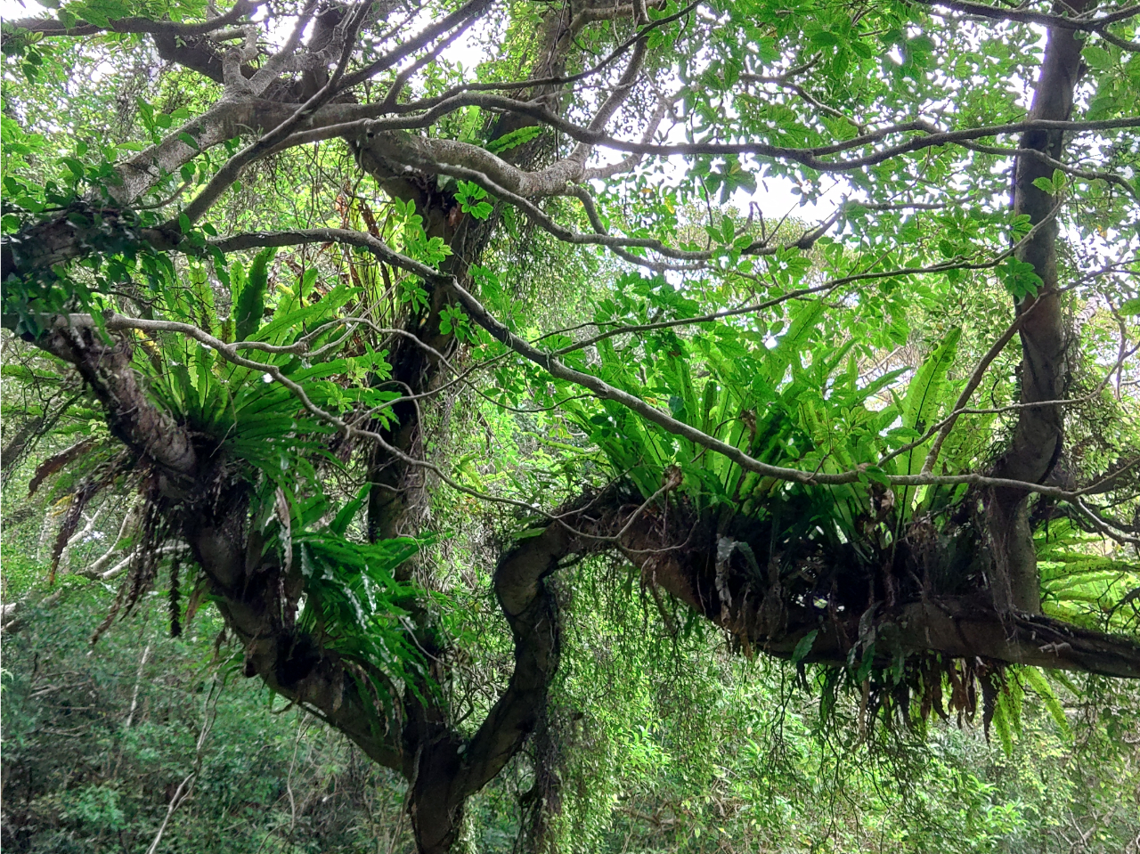 シマオオタニワタリ