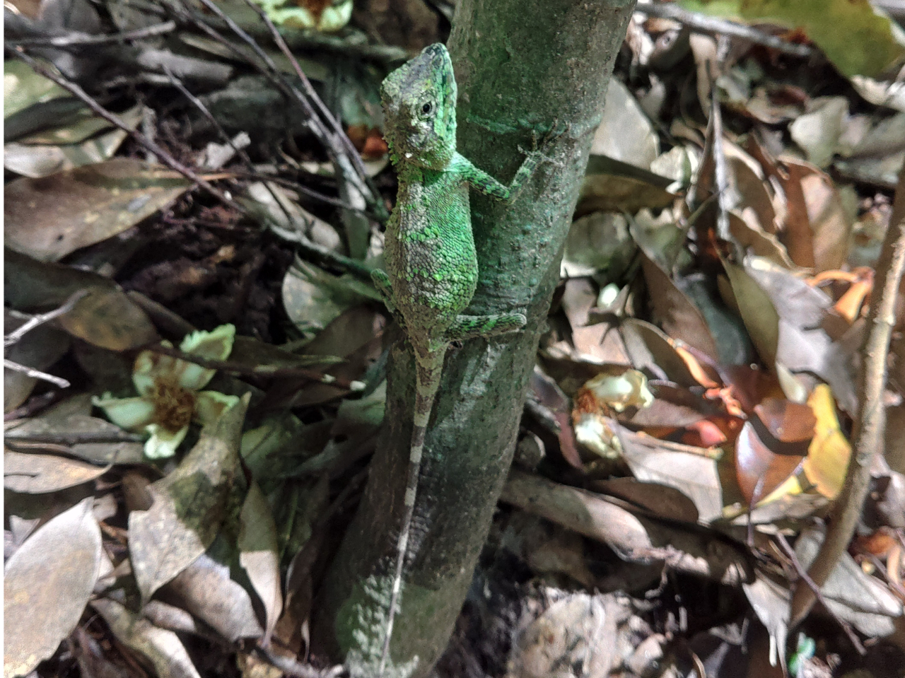 オキナワキノボリトカゲ