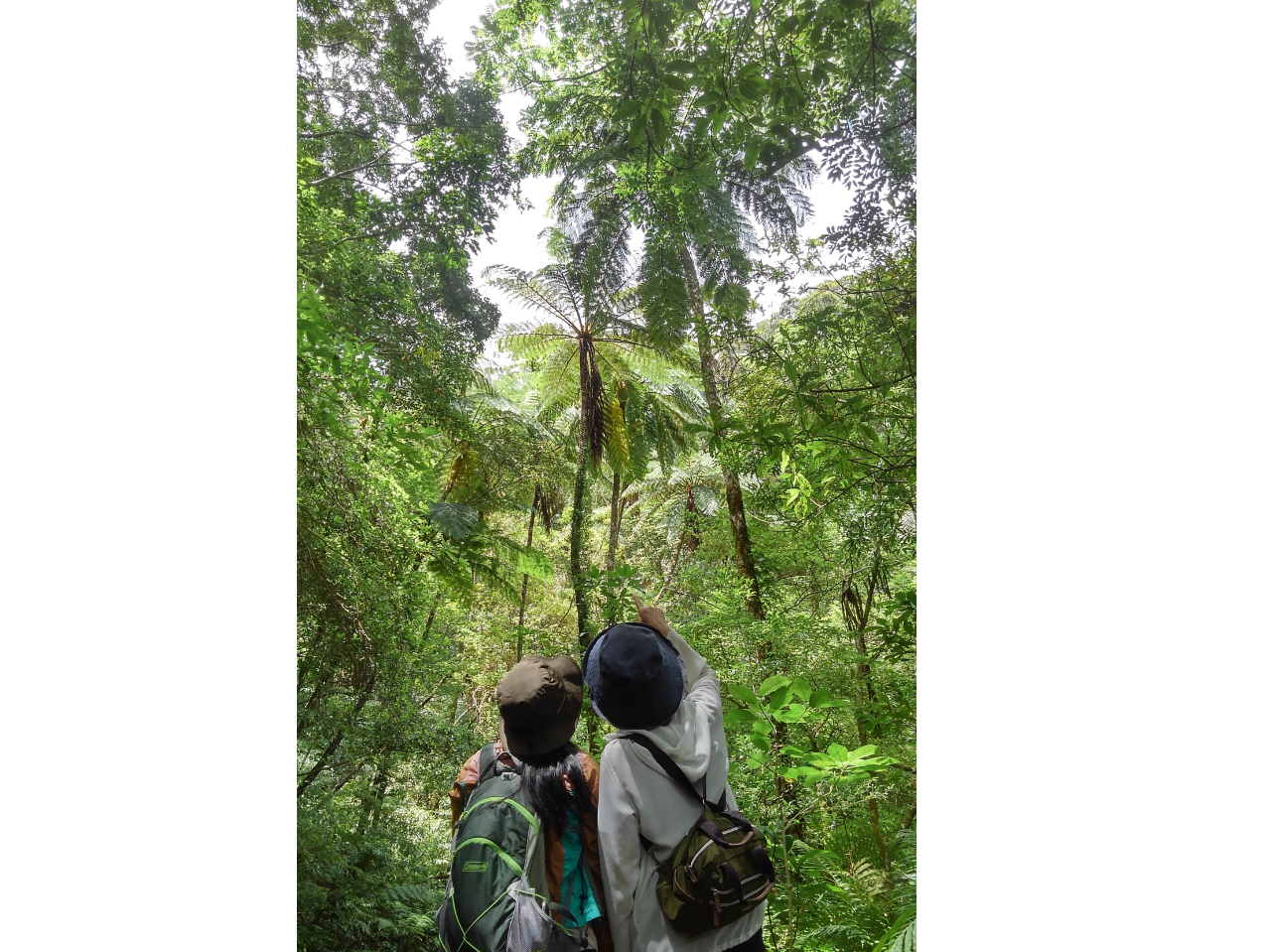 巨大なシダ、ヒカゲヘゴ 映画ゴジラの撮影地