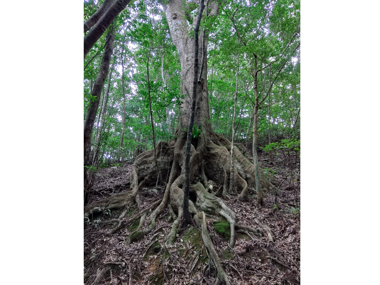 樹齢200年 オキナワウラジロガシ