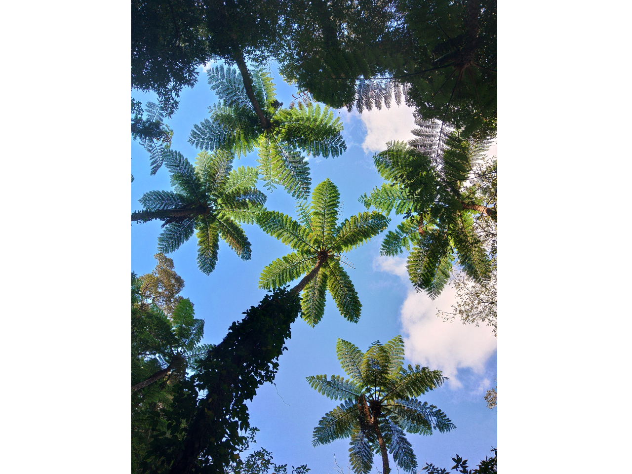 青空とヒカゲヘゴ