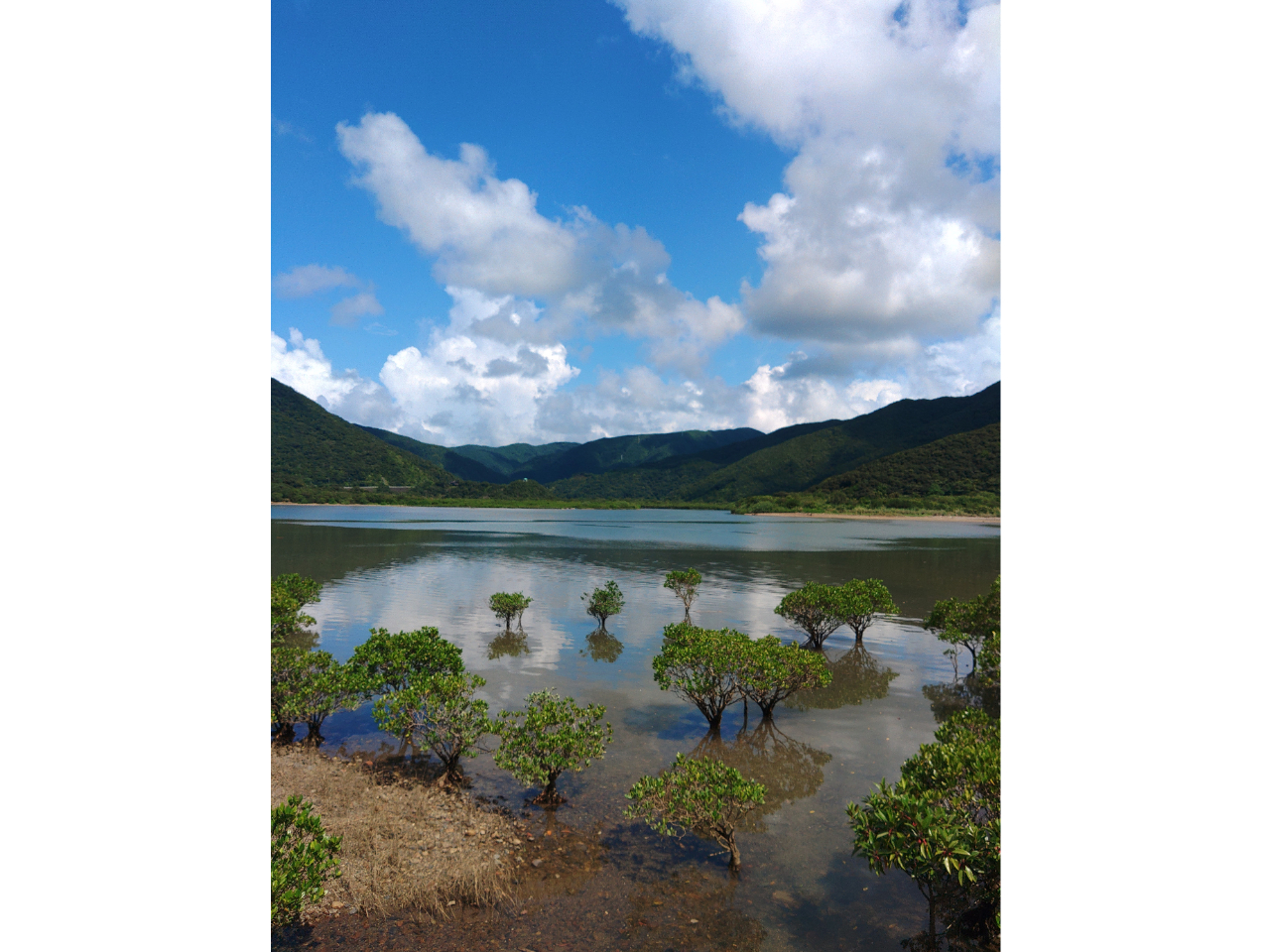 マングローブ原生林