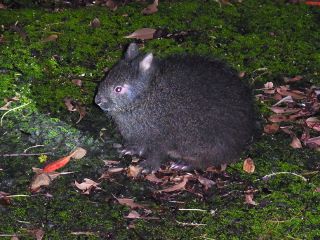 特別天然記念物アマミノクロウサギ