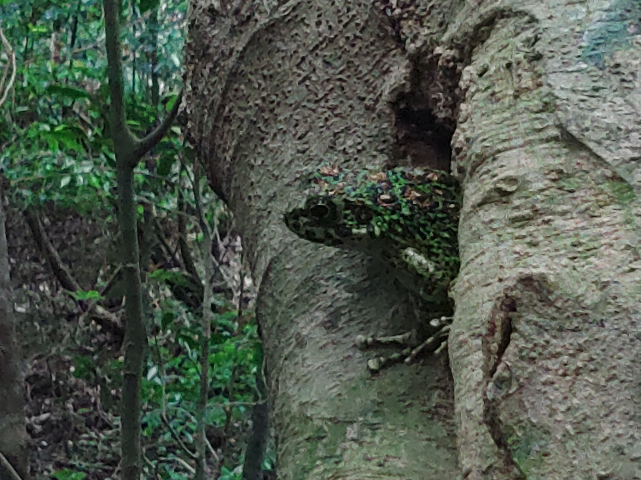 アマミノクロウサギ遭遇率99％ 亜熱帯の森ナイトツアー 送迎付き【奄美