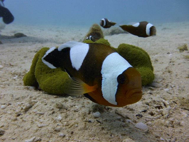 珍しいトウアカモ見れます