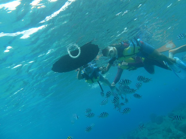 ロクセンスズメダイは沖縄の代表的な魚