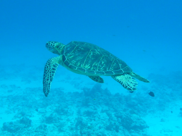 ウミガメにも会えるかも