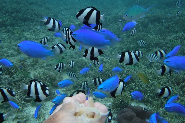 右下にニモ・・・・・います