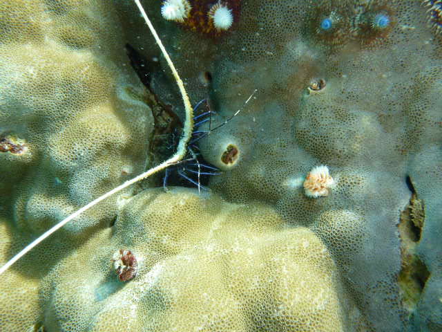 ゴシキエビの赤ちゃんです