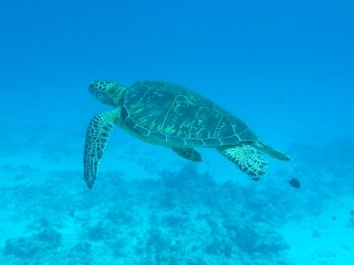 素潜りのいいところは、お魚たちをびっくりさせないことですね