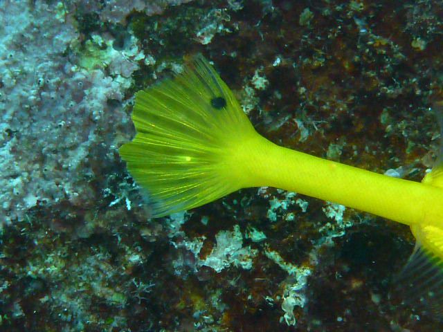 この魚はなーんだ?!