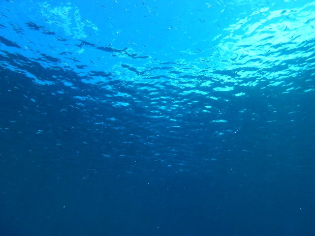 潜ると本当の青い世界に出会えます