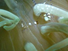 生物たちの不思議な共生