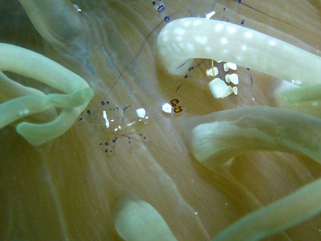 生物たちの不思議な共生
