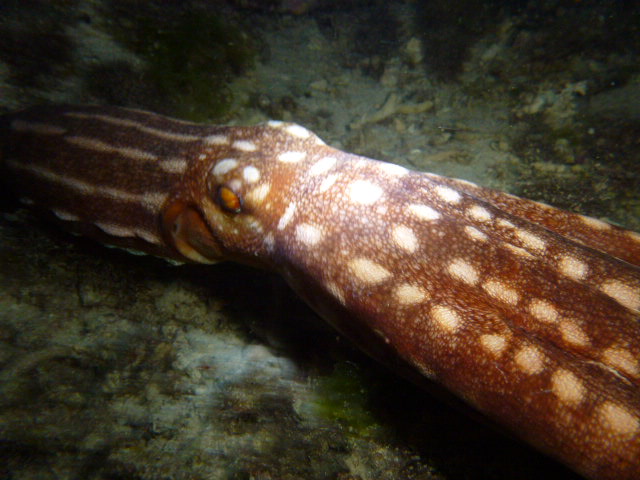 ɂȂƌ郂X^[ɏo̂y