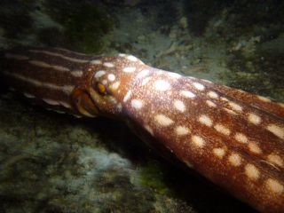 夜になると現れるモンスターに出会えるのが楽しみ