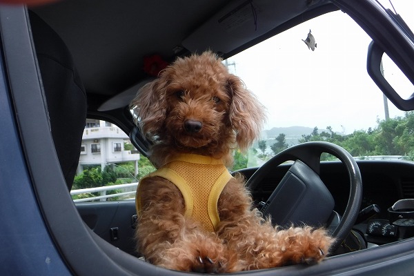 ̓1ԂRfBṼ|CgŊJÁA܂łXړ܂