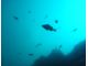 魚が泳ぐ様子が見られるかも?!