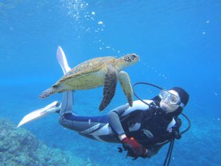 体験ダイビングでウミガメと泳ぐ