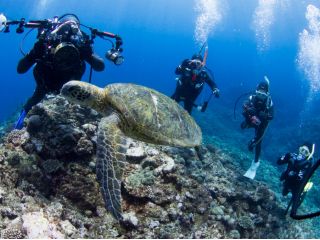 沖永良部島はウミガメの楽園