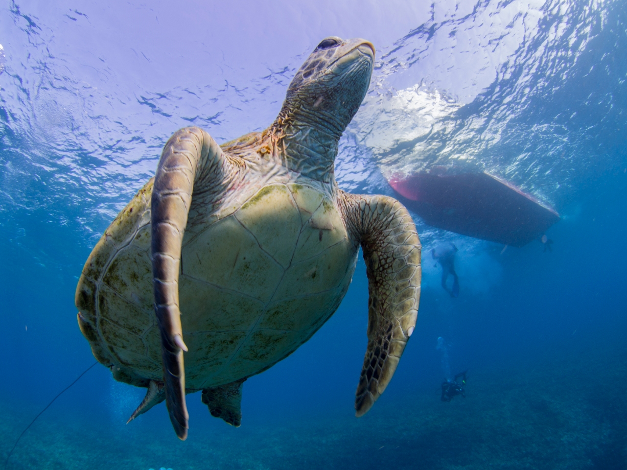 人懐っこいウミガメもたくさん。