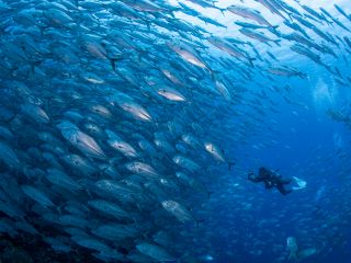 透明度抜群の沖永良部島でダイビング。