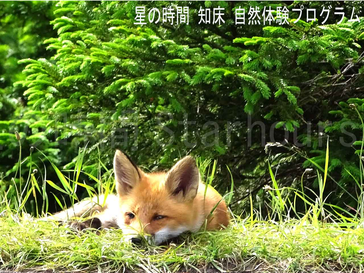 ���܂�l�ɒm���Ă��Ȃ��ꏊ�Ȃ̂ŁA�쐶�����������₷���ł��B