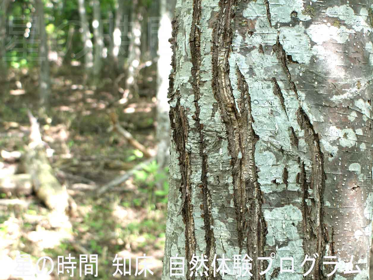 �؂̊��ɂ����q�O�}�̒܍��𔭌�