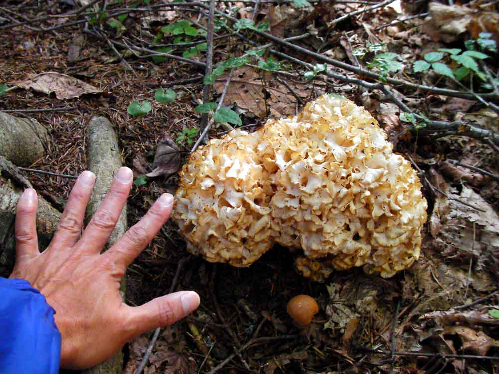 �Ă���H�ɂ̓L�m�R�����X�Əo�Ă��܂��B