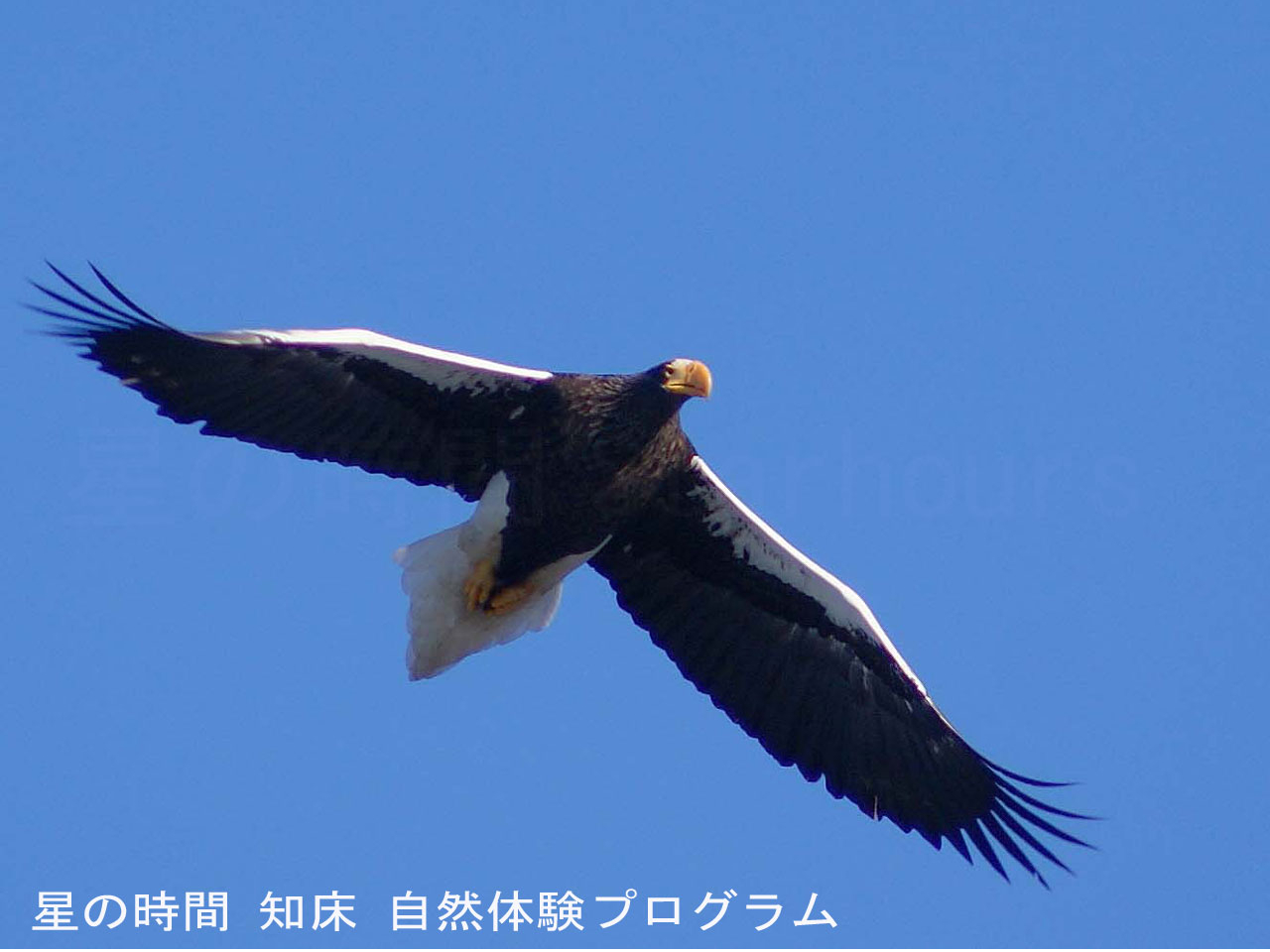 �~�ɓn���ė���I�I���V