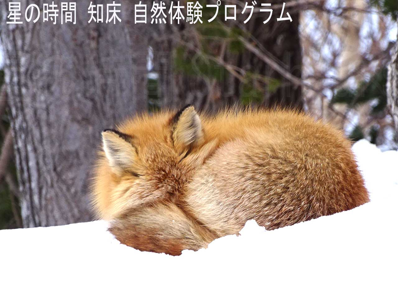 �����Ă���L�^�L�c�l�������܂����B