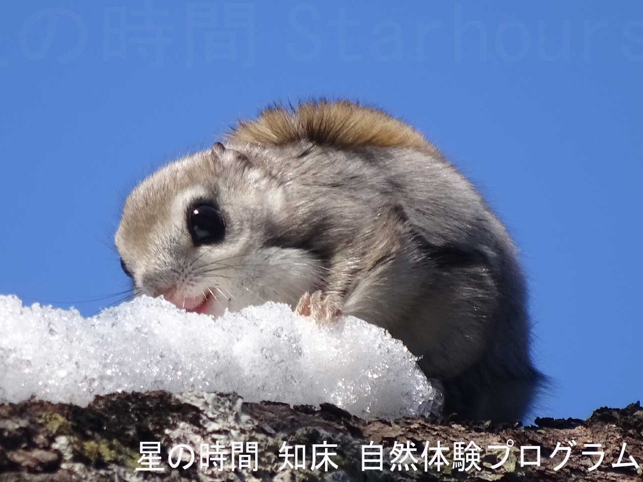 �������K�͖�s���ł����A�ɐB������3���͒��Ԃ������邱�Ƃ�����܂��B