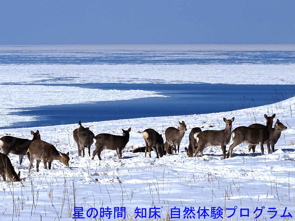 �~�̃V�J�͌Q��ōs�����܂��B��Q�ɑ������邱�Ƃ��B