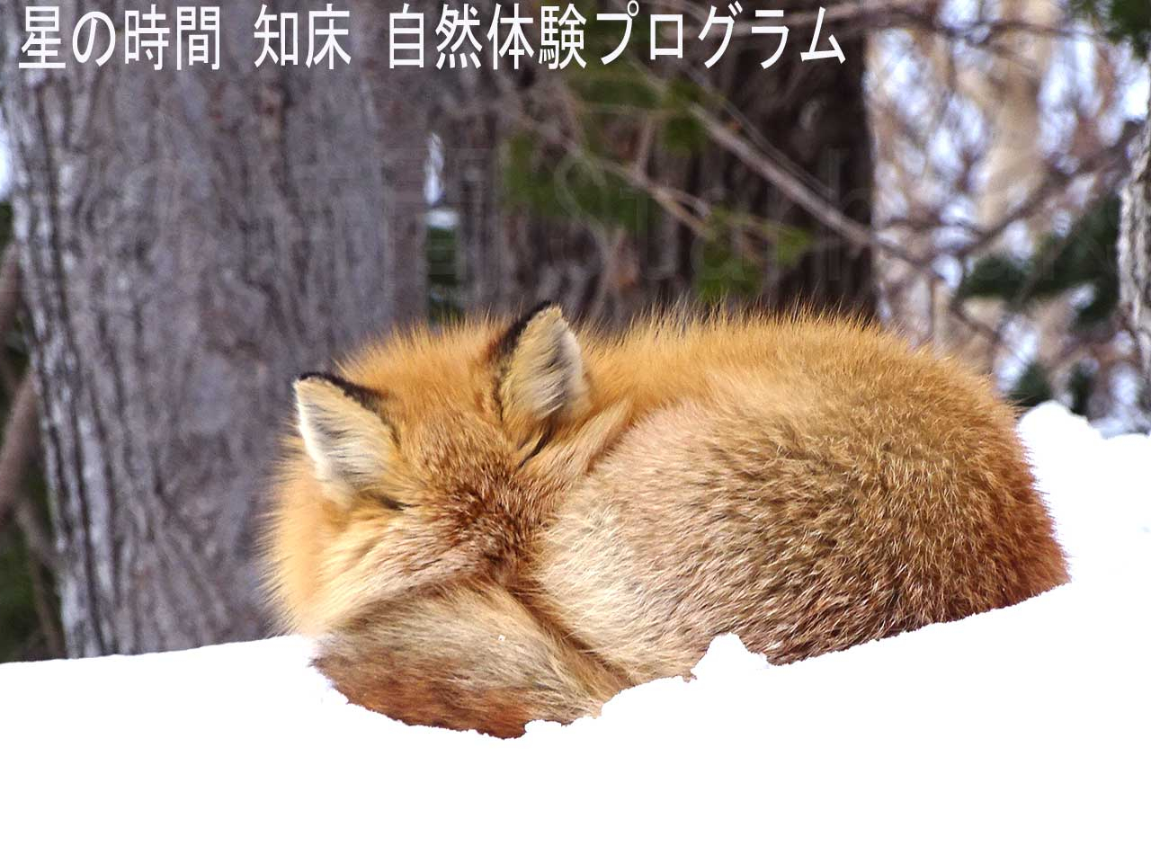 �����Ă���L�^�L�c�l�ɑ����B�c�A�[�͏��l���ŐÂ��ɓ������ώ@���܂��B