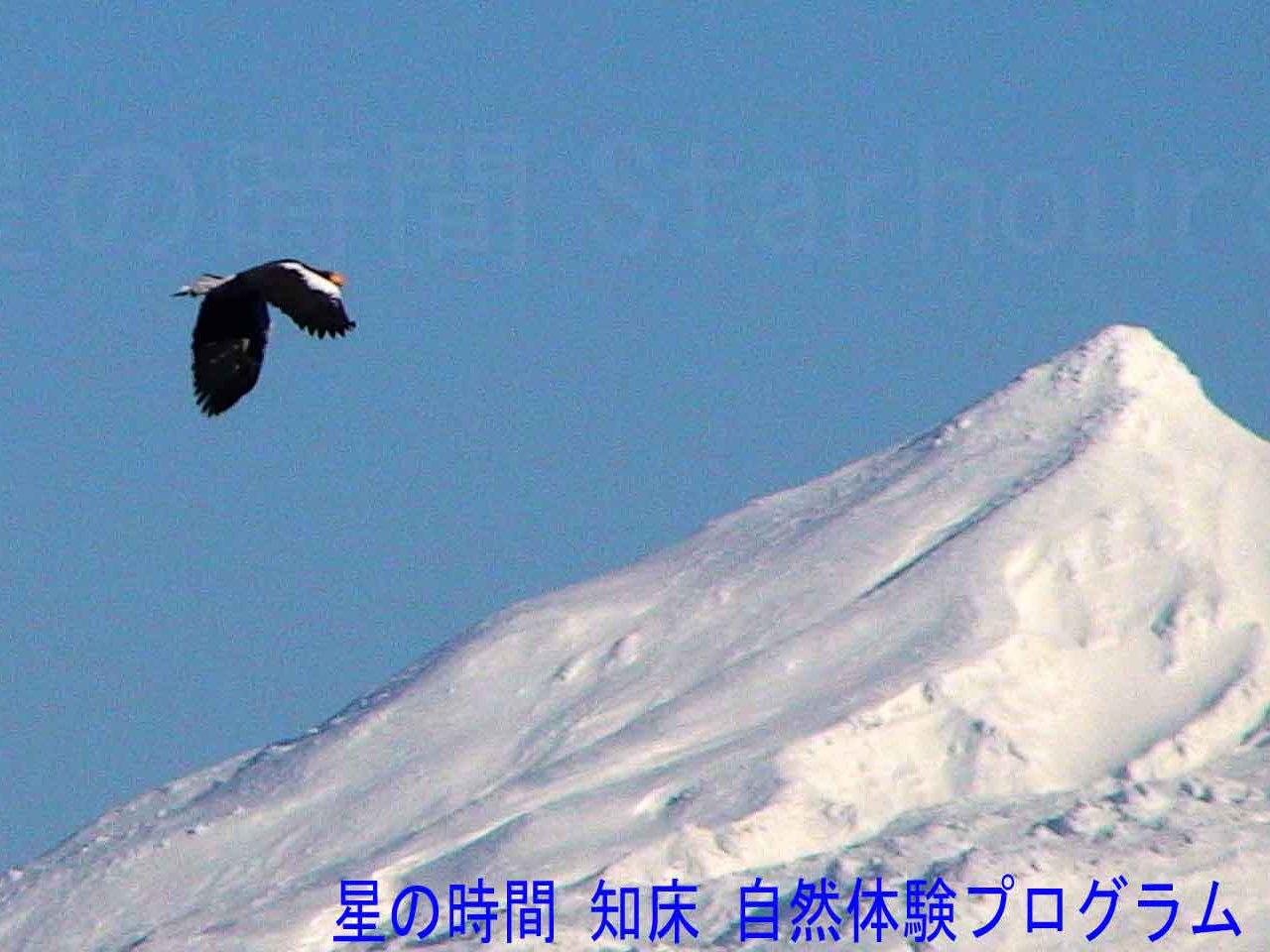 �V�R�L�O���̃I�I���V�Ɨ����R�B�~�̓��V���悭�����܂��B