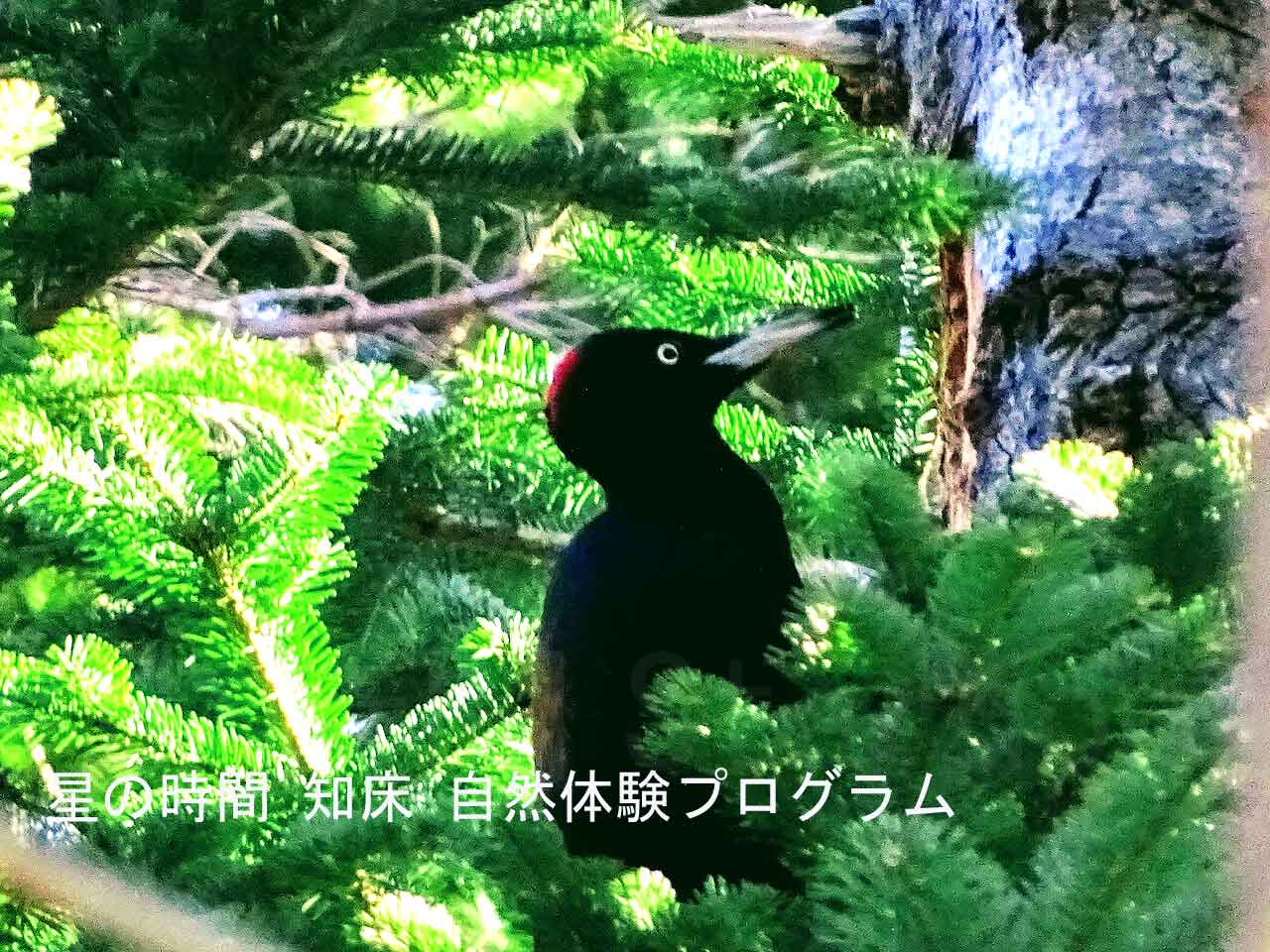 {ő̃LccLuN}Qv͓VRLOŐŊ뜜AAȐł~̒mł͎X܂B