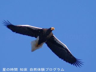 絶滅危惧種のオオワシは翼開長が2.4mあります。