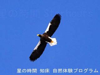 飛んでいるワシを写すのはやや技術がいります。