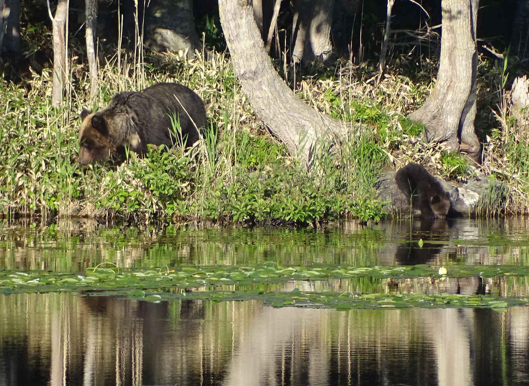 �q�O�}���o��Ȃ��\���̓W�]�䂩��́A�l�X�ȓ����������邱�Ƃ�����܂��B