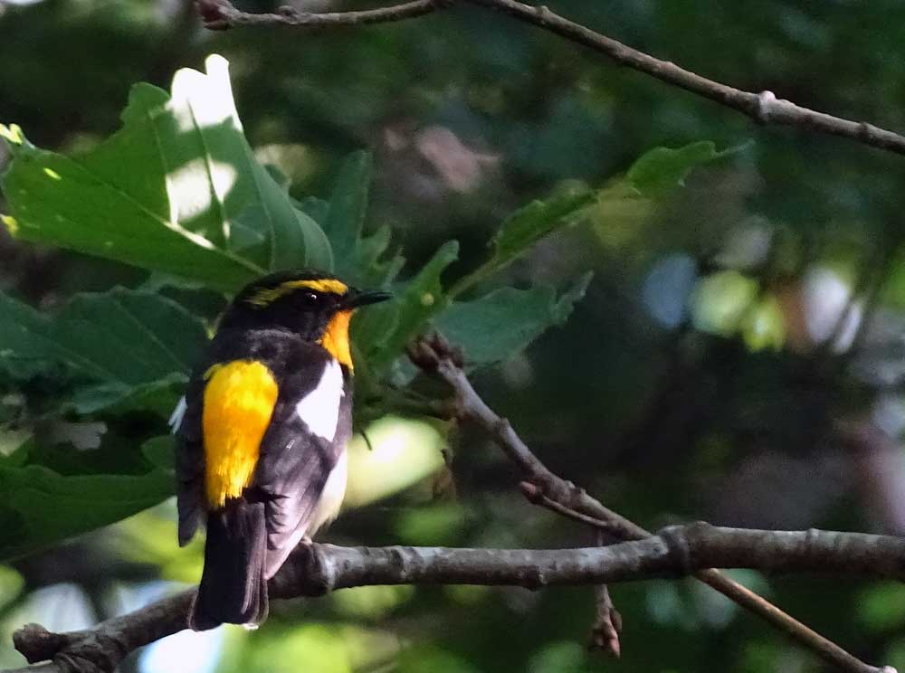 �t����H�ɂ����āA�����̖쒹���q��Ă����Ă��܂��B