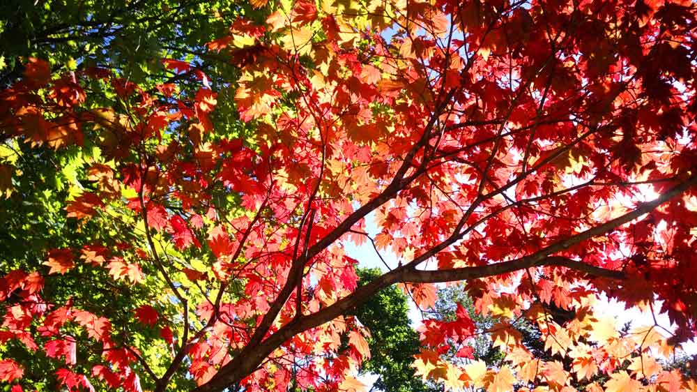 �H�ɂ͕���i�i�J�}�h���Ԃ��F�Â��܂��B