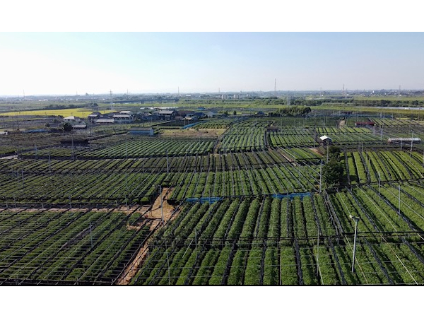 ͓{L̖B΂Β䗗Ƃ\łB