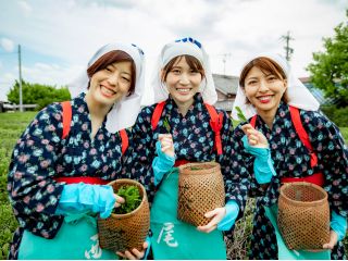一番茶茶摘み(イメージ)