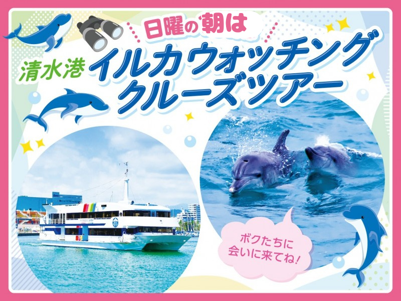 日曜の朝は、清水港イルカウォッチングクルーズツアー!ファミリーや女性に人気♪