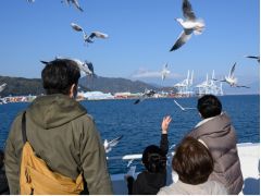 毎年11月〜3月頃の期間、渡り鳥の「ゆりかもめ」が清水港に滞在します。エサやり体験もできます!