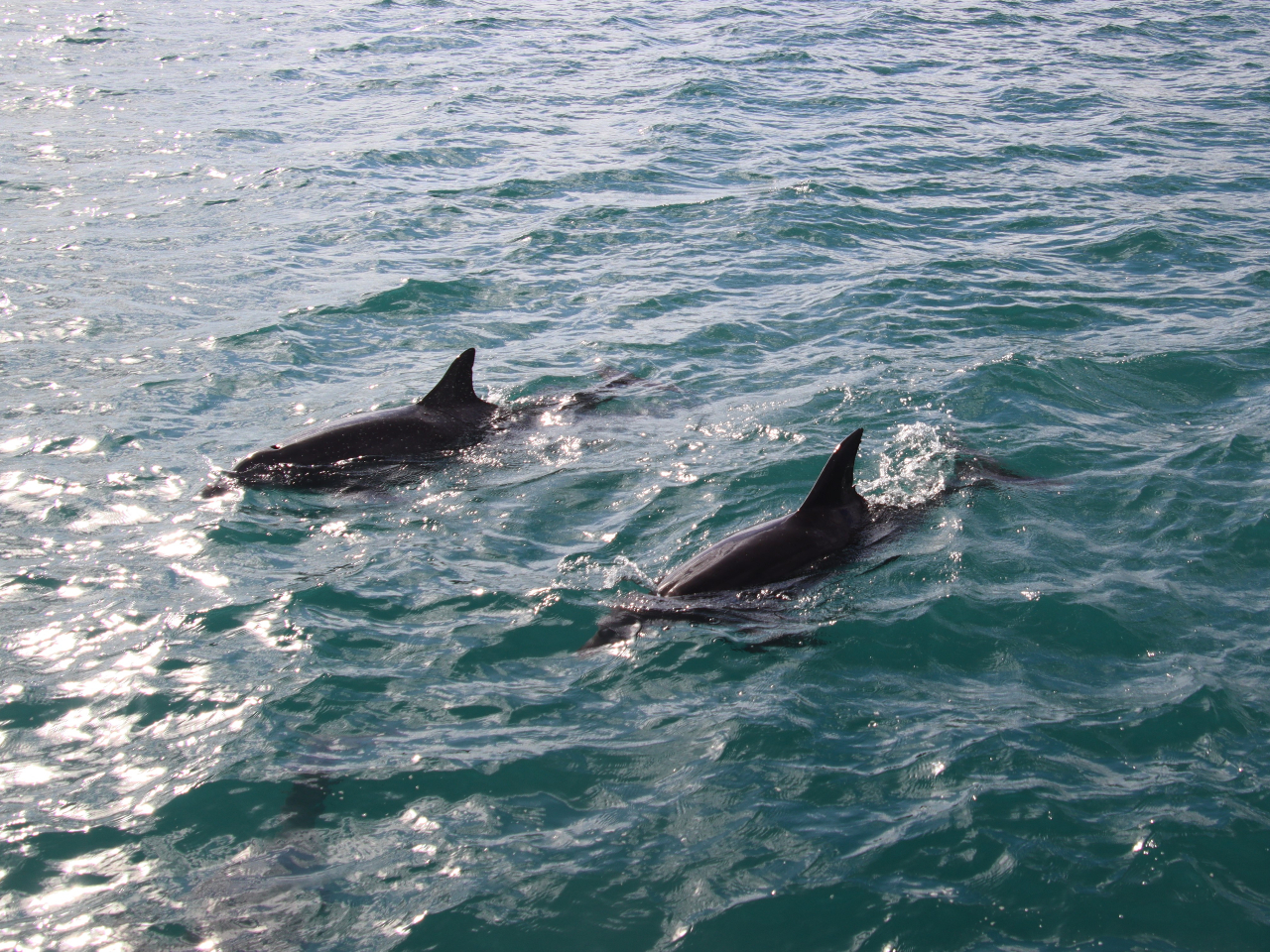 ɂ̓CJDɋ߂ÂĂĂ邱Ƃ...HI