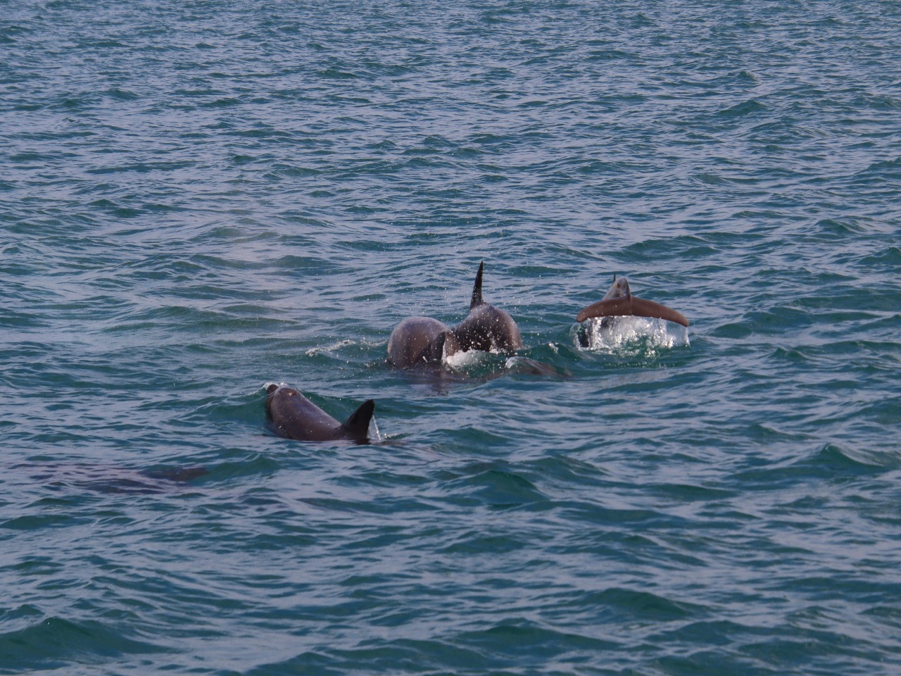 `ɐ݂Ă쐶̃CJɂo邩I